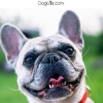 Mini Hippo Dog Care Information